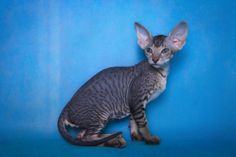 Велюровый котик