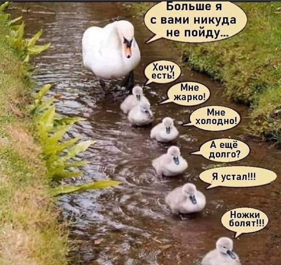 Утка с утятами Мем