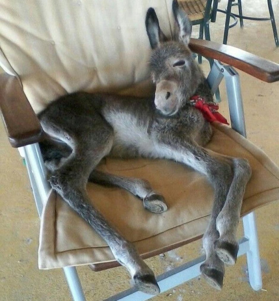 Ослик в живописи