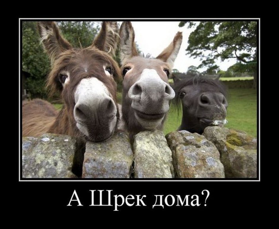 Худой ослик