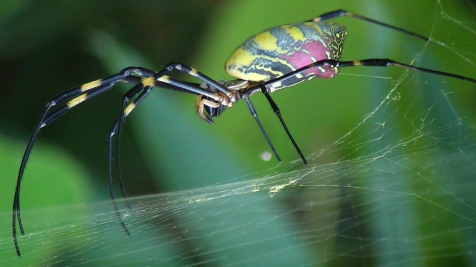Пауки Nephila clavata