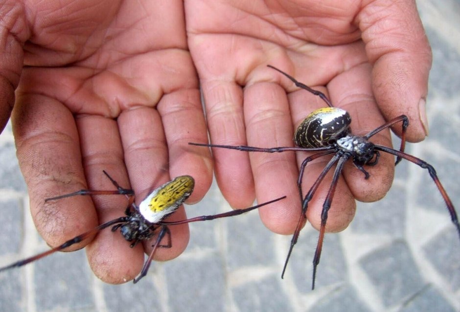 Паук золотопряд Nephila