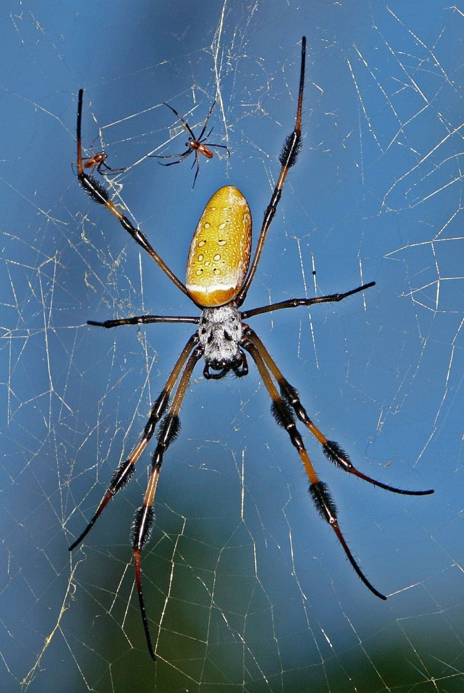 Паук золотопряд Nephila