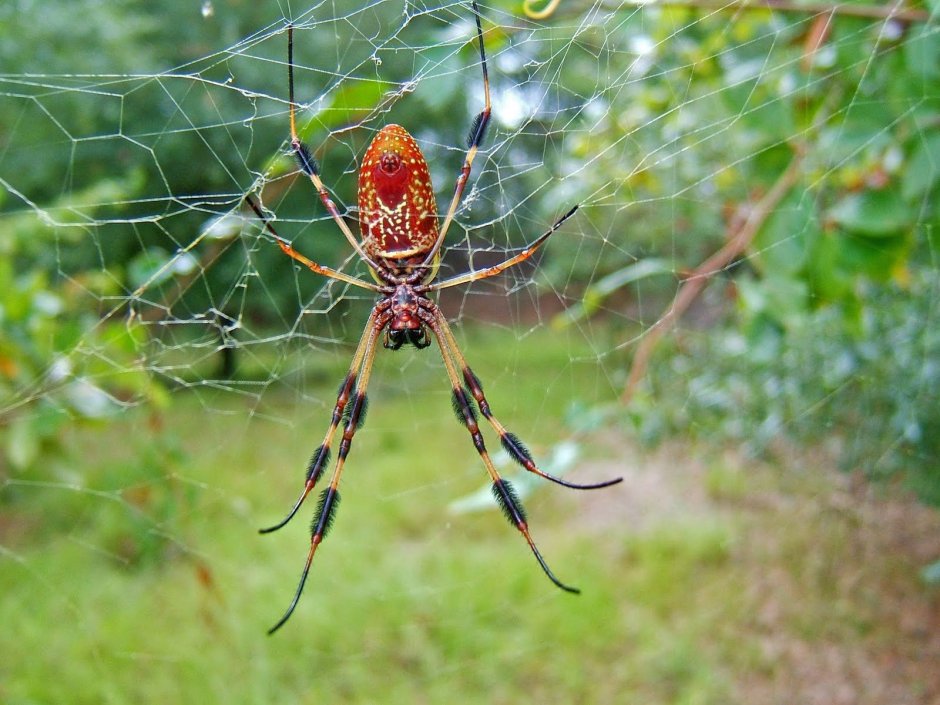 Nephila clavipes паутина