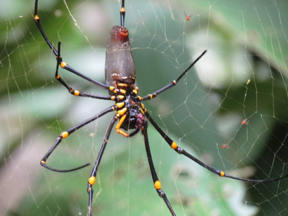 Паук золотопряд Nephila