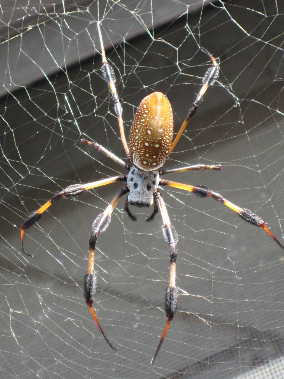 Nephila clavipes паутина