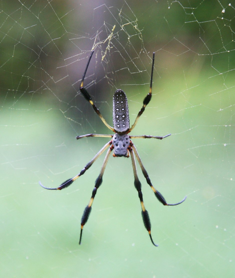 Паук золотопряд Nephila