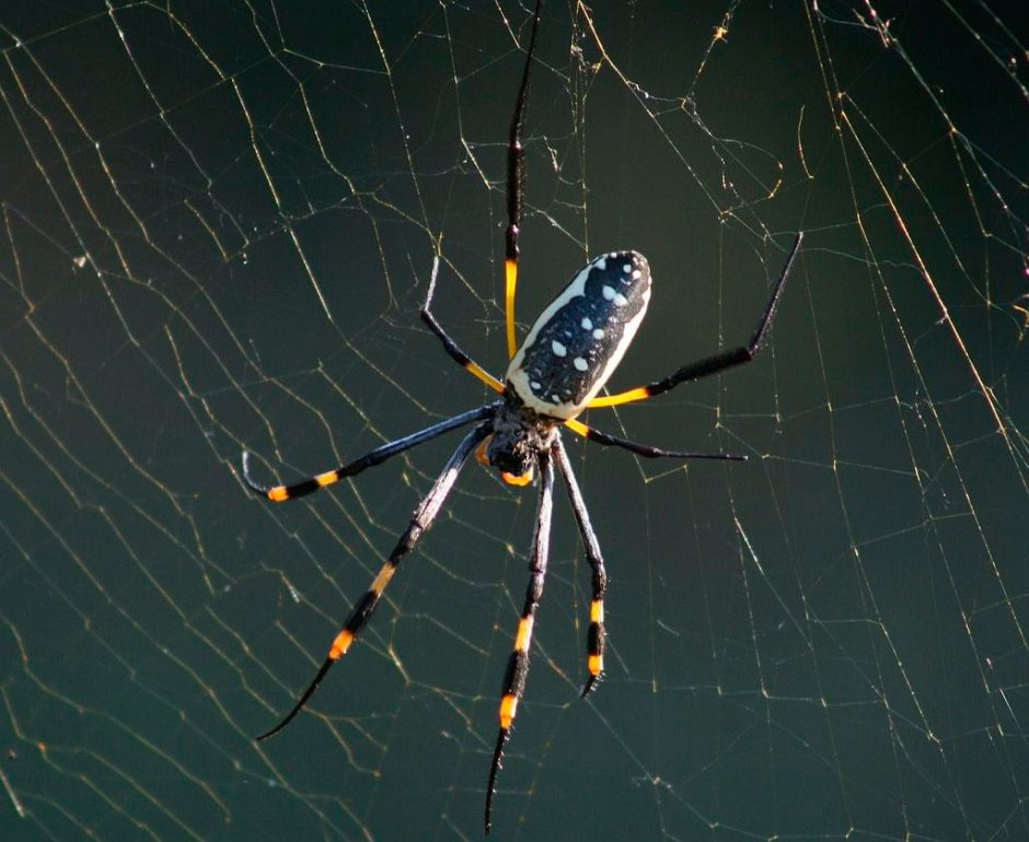 Паук золотопряд Nephila