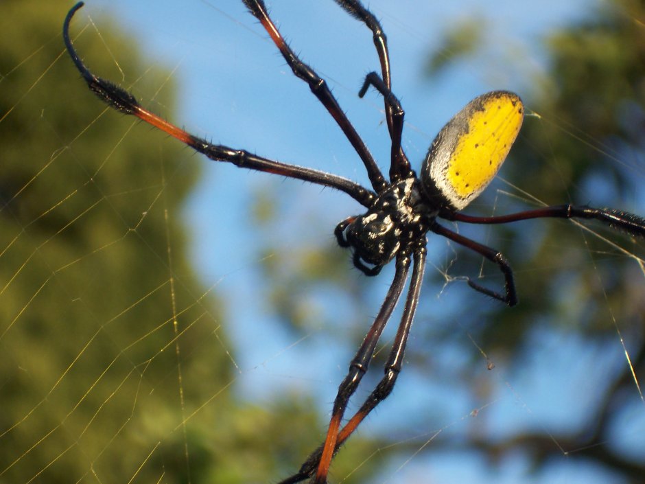 Nephila inaurata