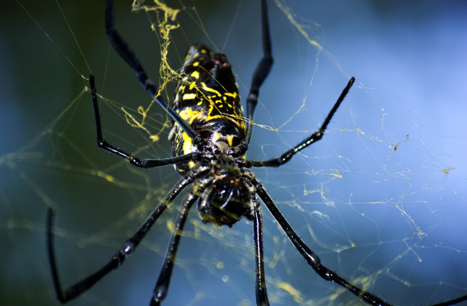 Паук золотопряд Nephila