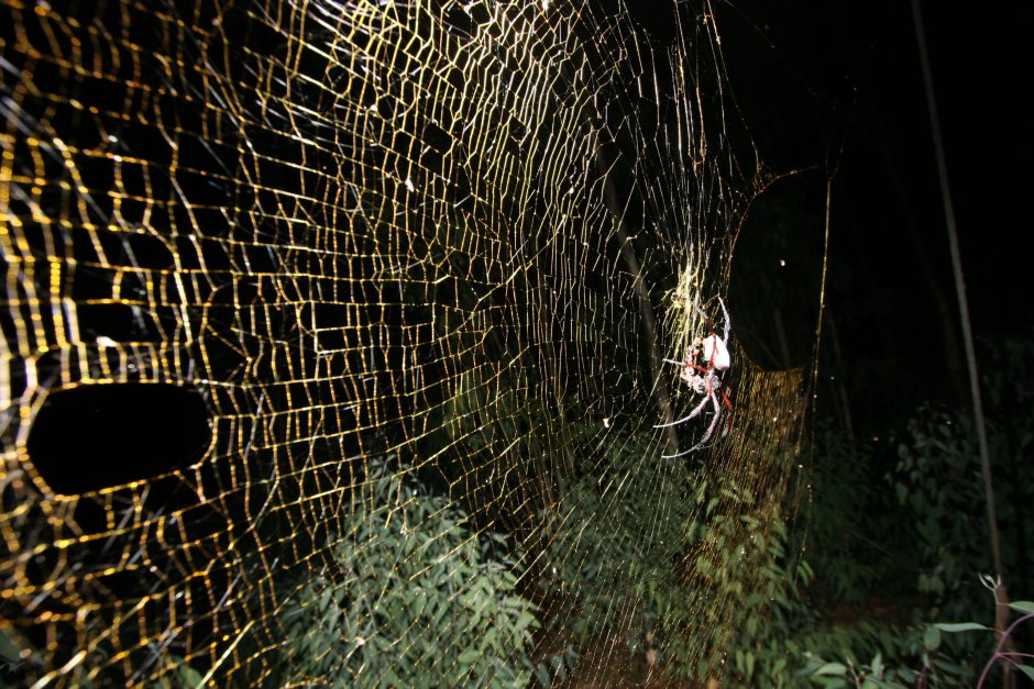 Паук золотопряд Nephila паутина