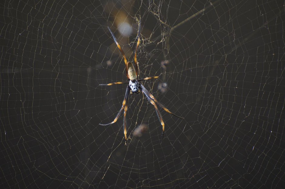 Пауки Nephila clavata