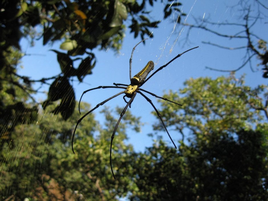 Гигантский паук золотопряд (Nephila)
