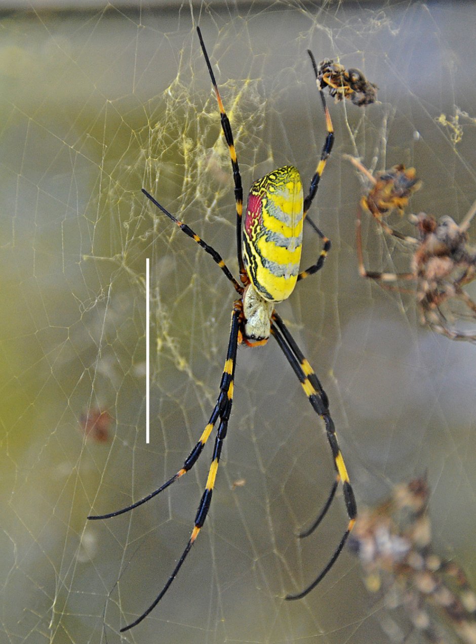 Пауки Nephila clavata