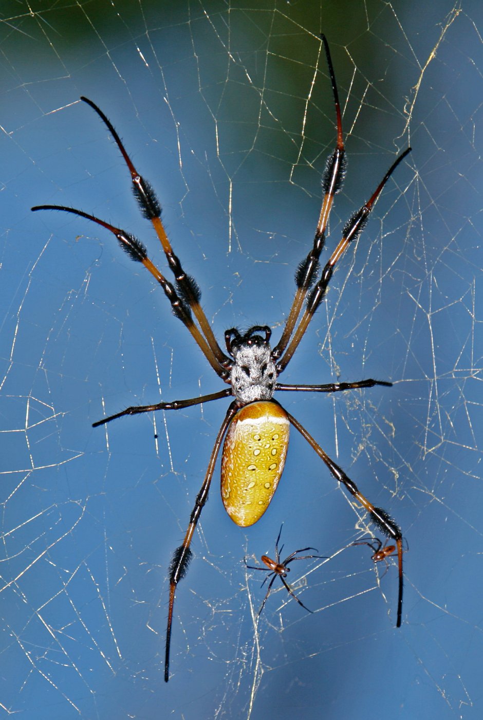 Nephila maculata паук