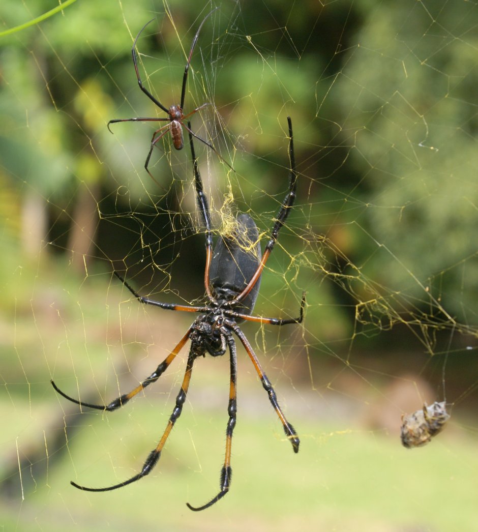 Большой паук Nephila pilipes