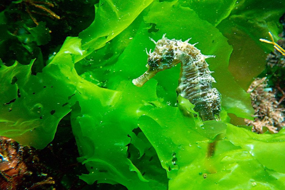Морской конёк (Hippocampus guttulatus)