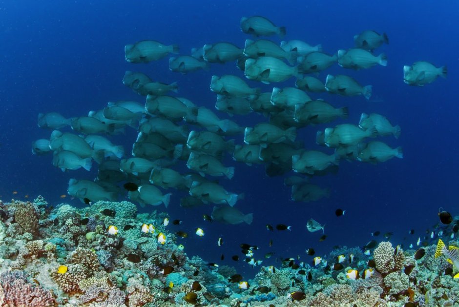 Морские обитатели Азовского моря
