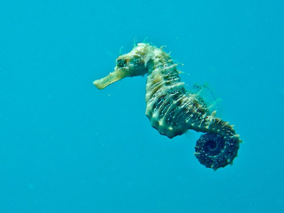 Морской конёк (Hippocampus guttulatus)