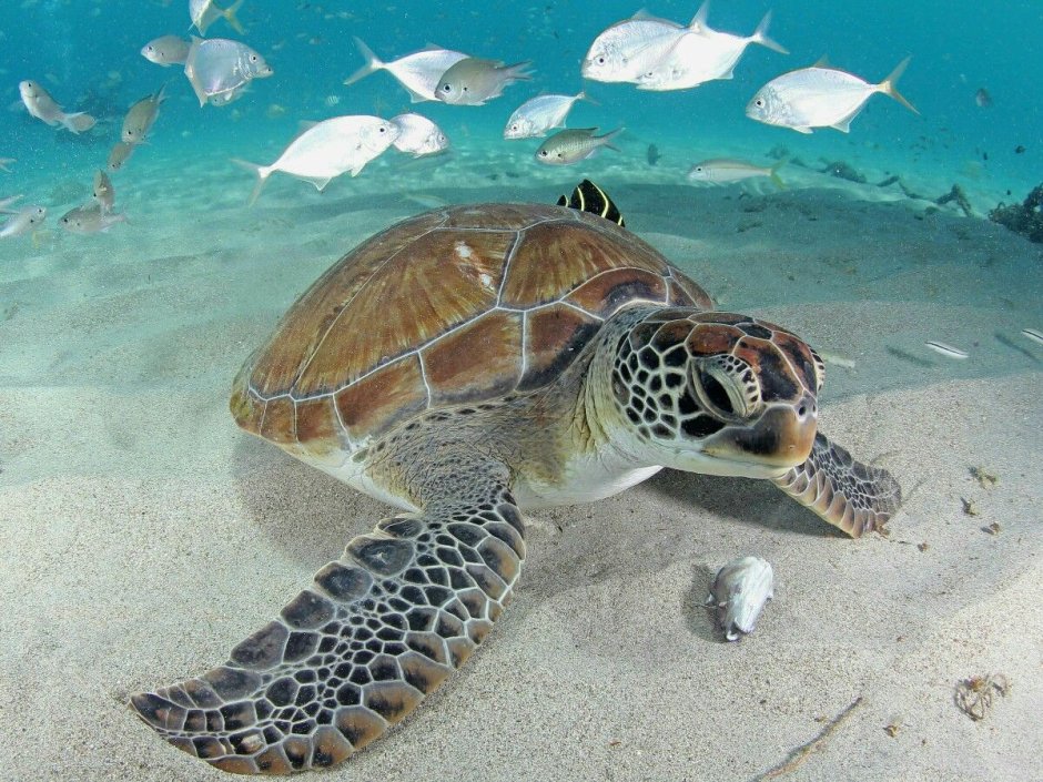 Хоксбильская морская черепаха