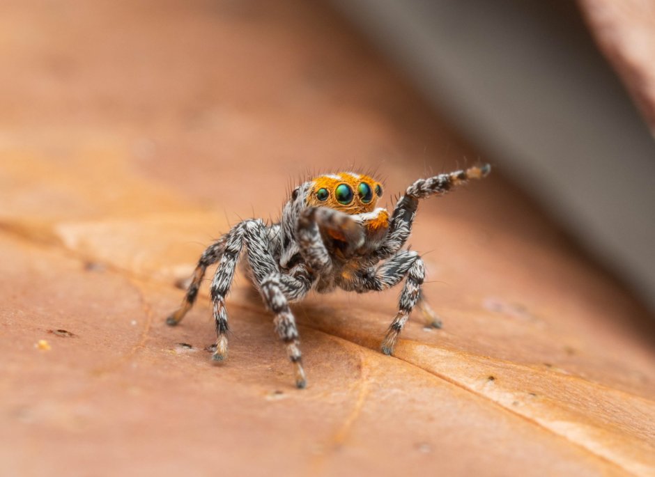 Cute Spider