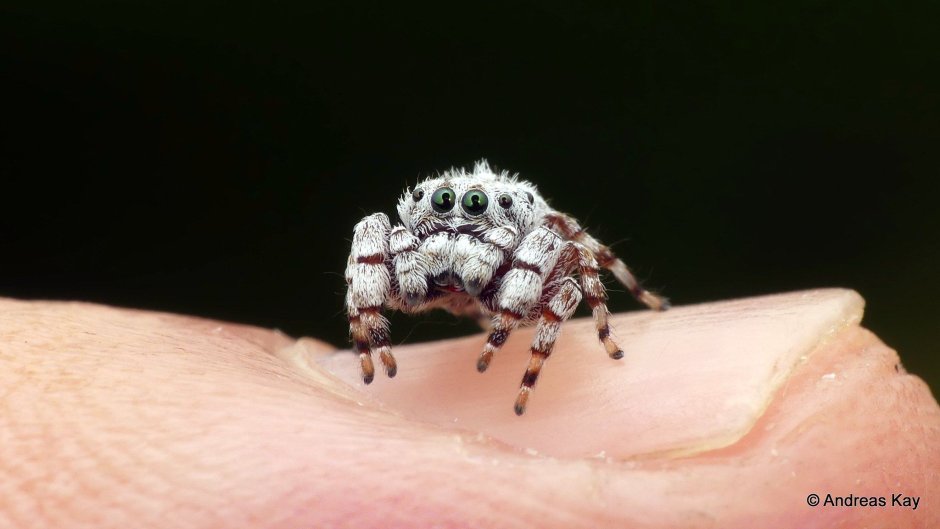 Пауков-скакунов (Salticidae)