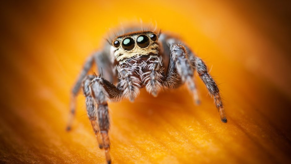 Salticidae паук