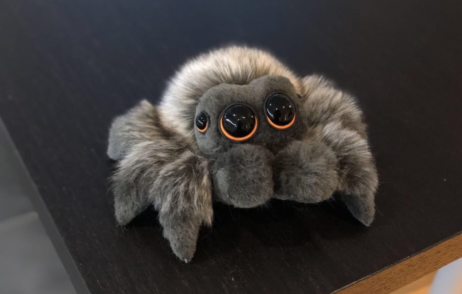 Пауки скакунчики домашние