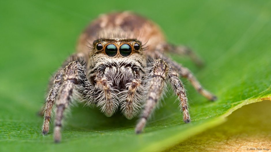 Паук Phidippus Regius