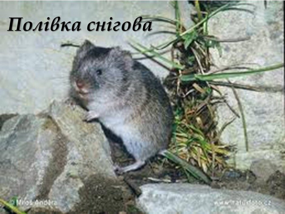 Снеговик и животные