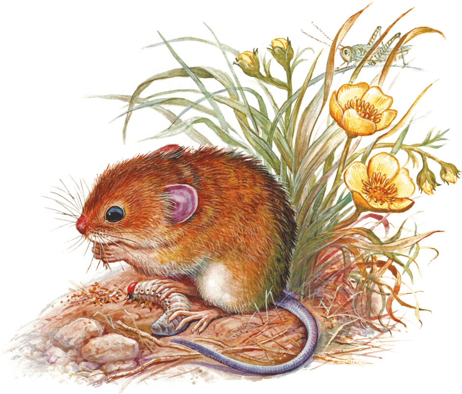 Сибирский лемминг Lemmus sibiricus