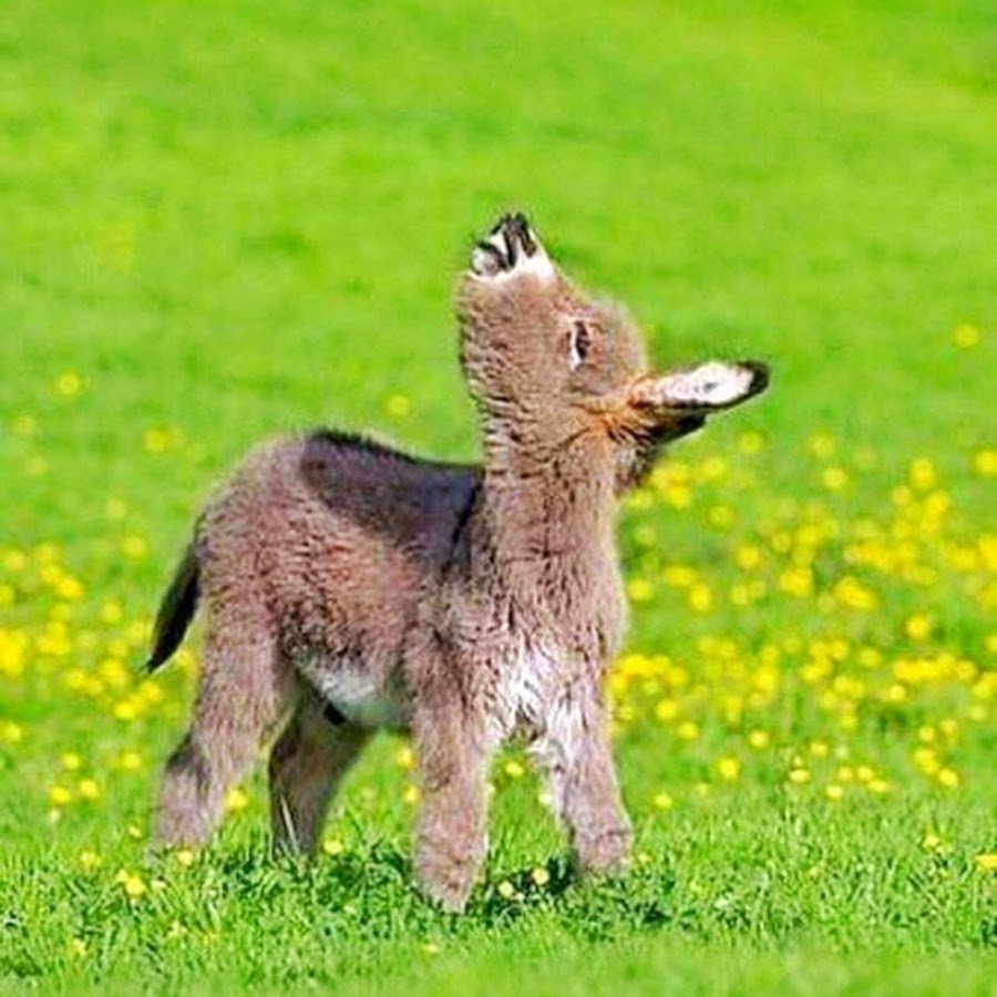 Карликовый осел