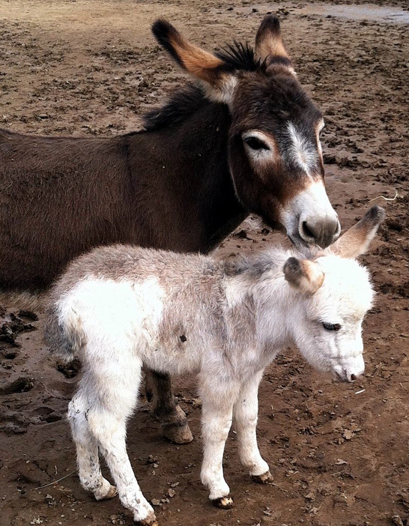 Длинношёрстный осёл