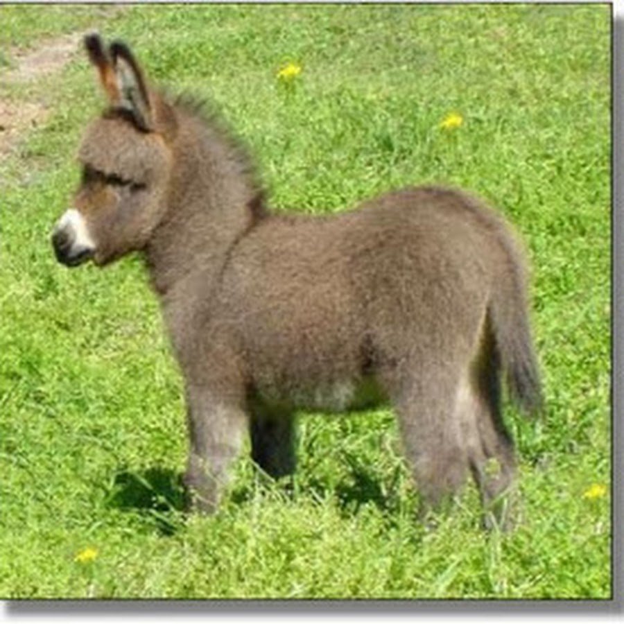 Мини ослик