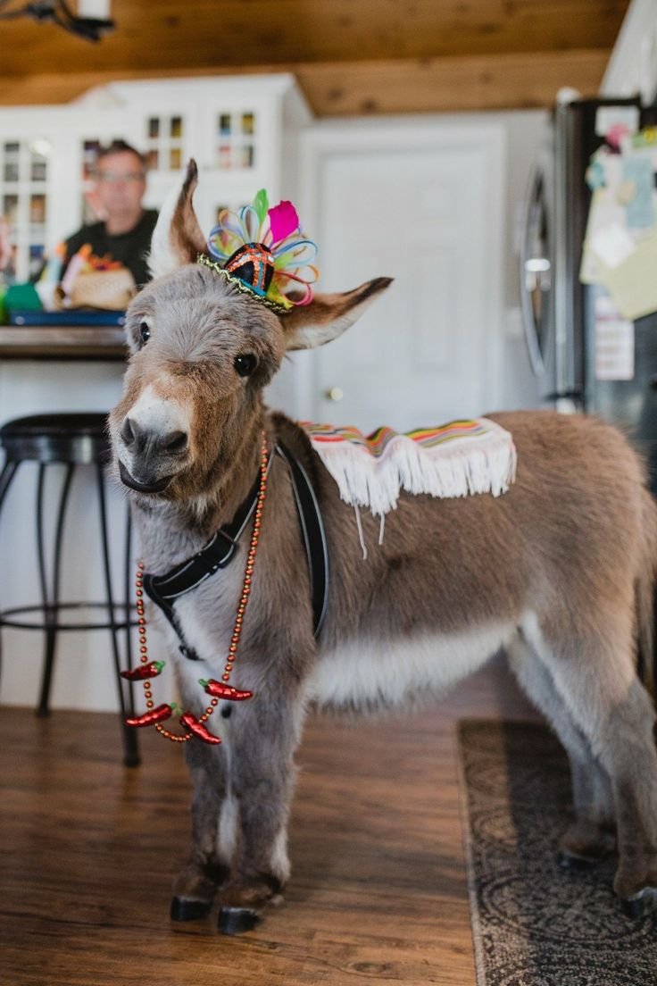 Ослята Карликовые