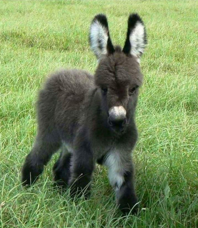 Ослы на фоне гор