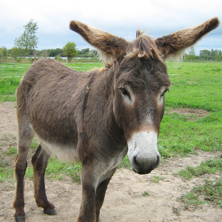 Маленькие Ослята