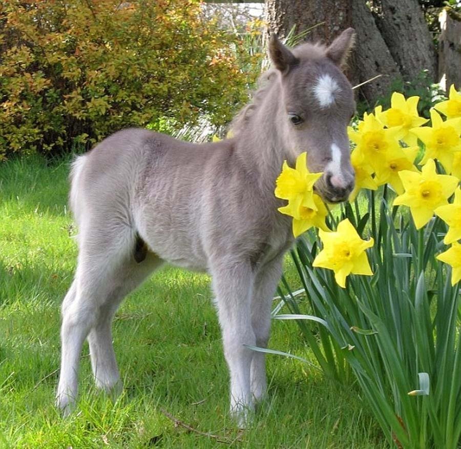 Маленький осел