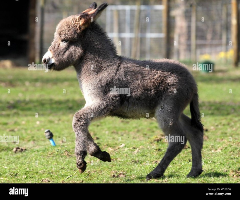 Маленький ослик