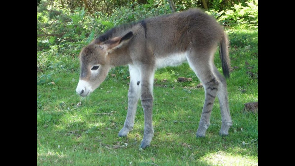 Карликовый ослик