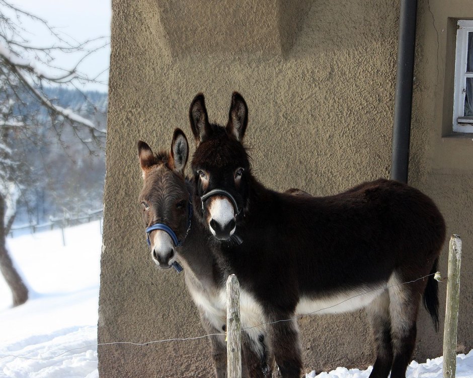 Ослик живой