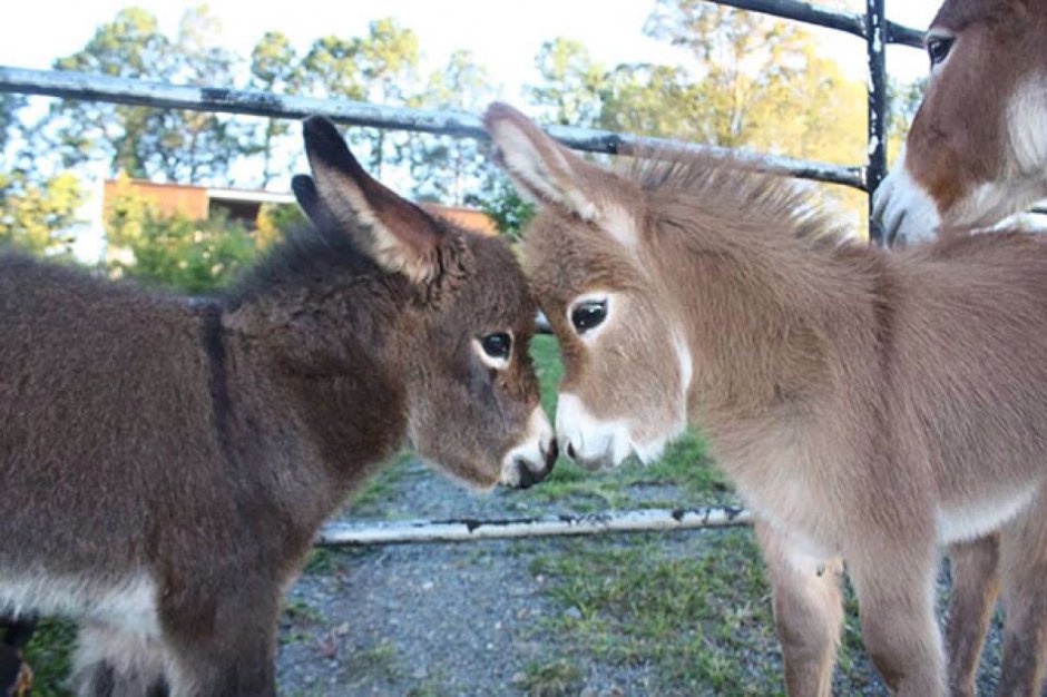 Ванкувере "Donkey