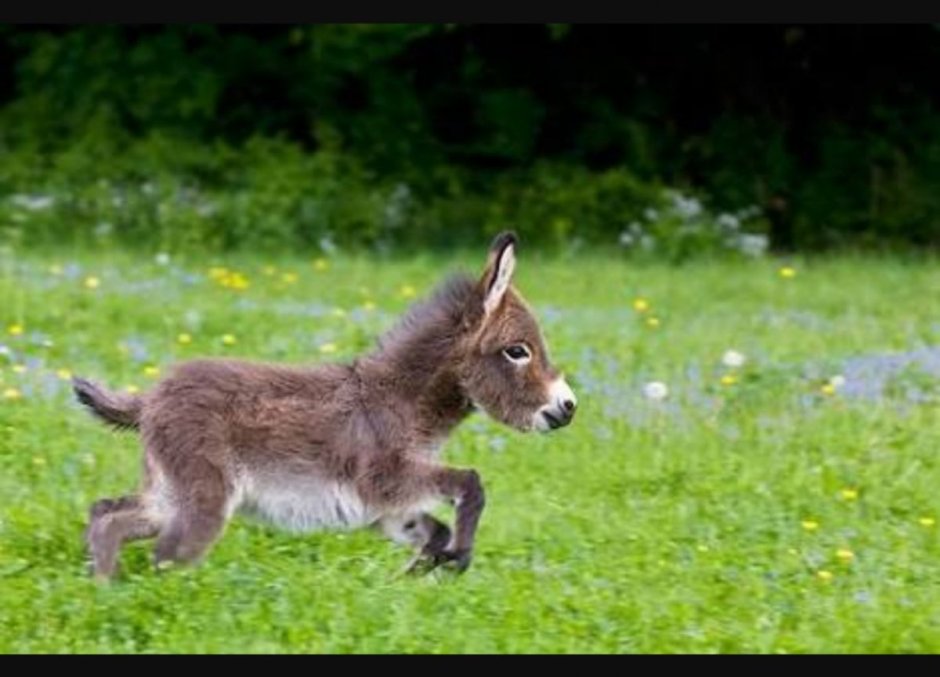 Ослята Карликовые