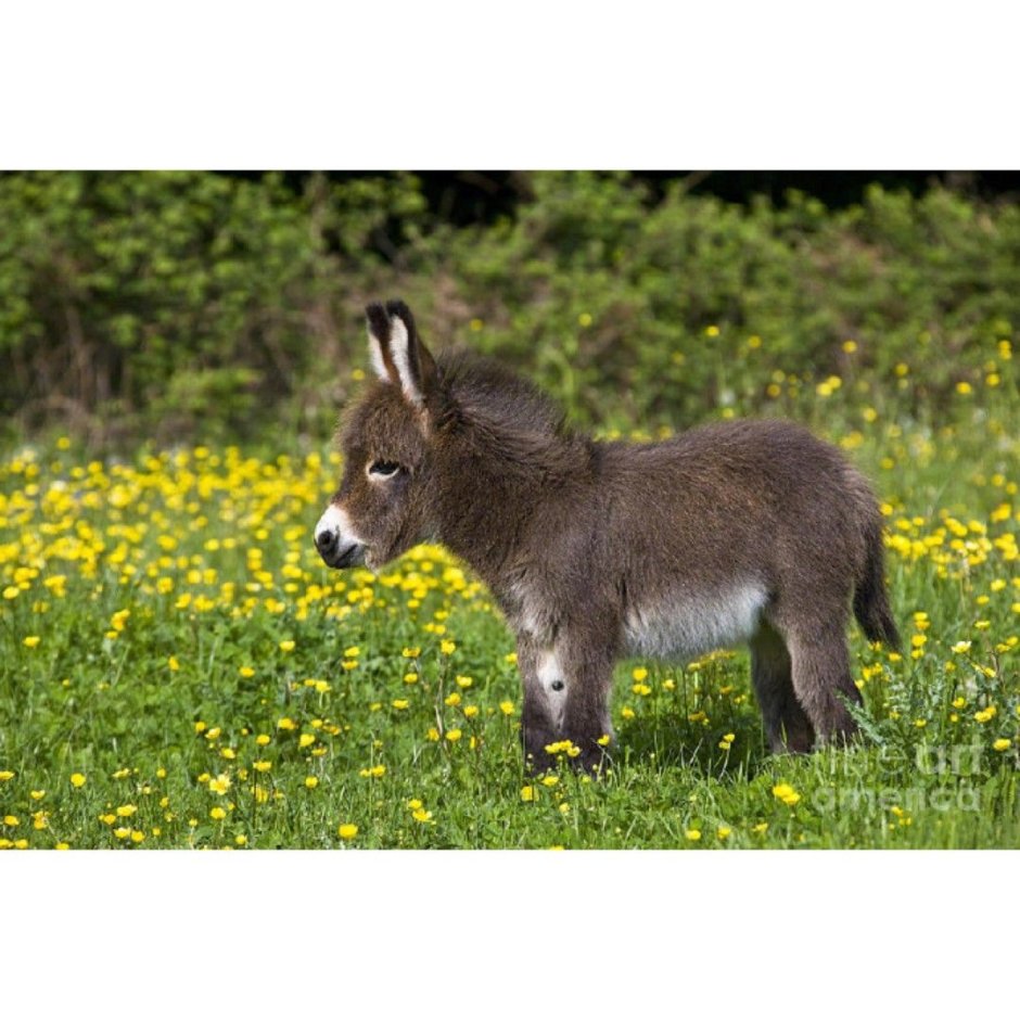 Карликовый ослик