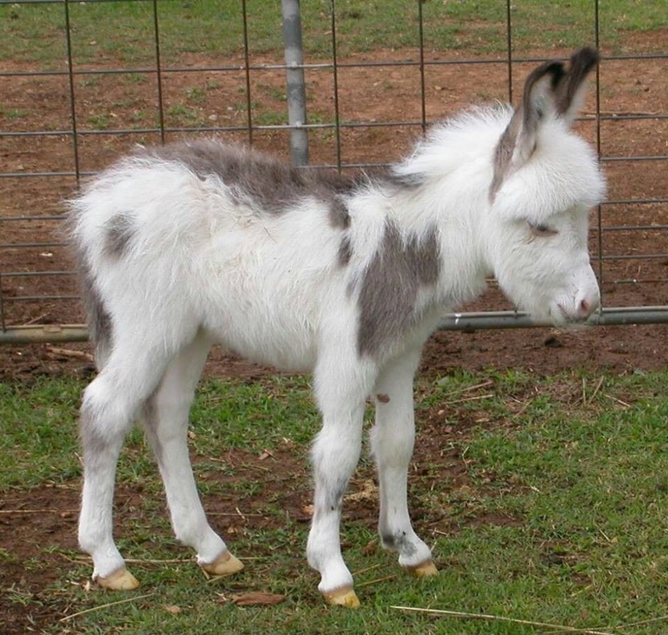 Красивый ослик