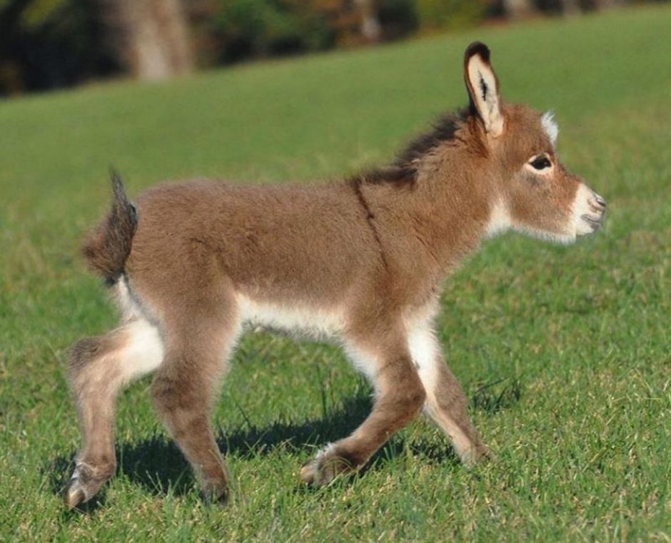 Спящий осел