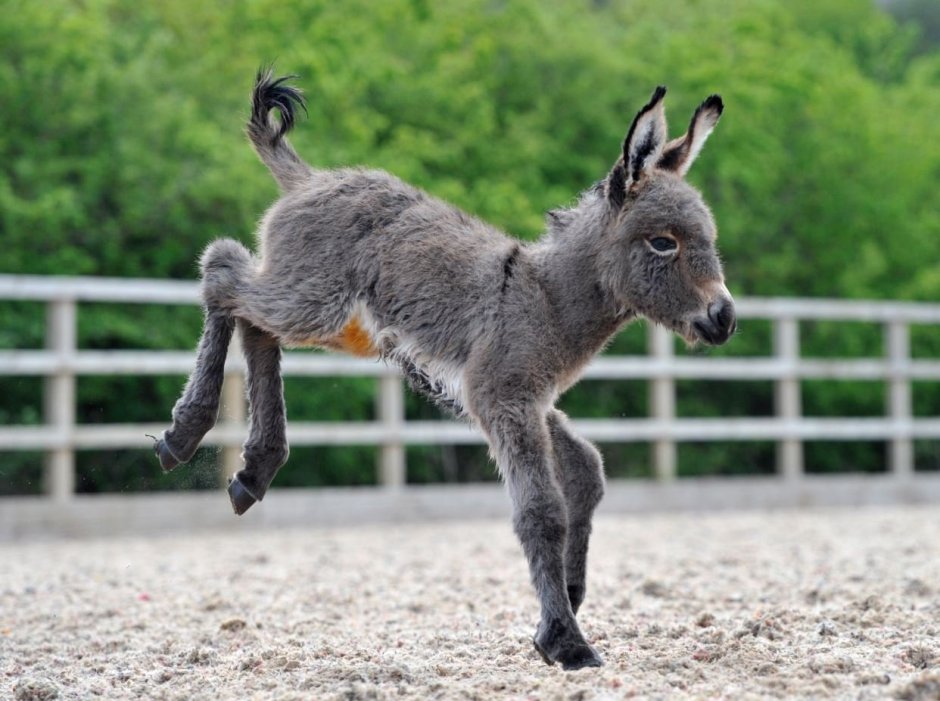 Карликовый ослик