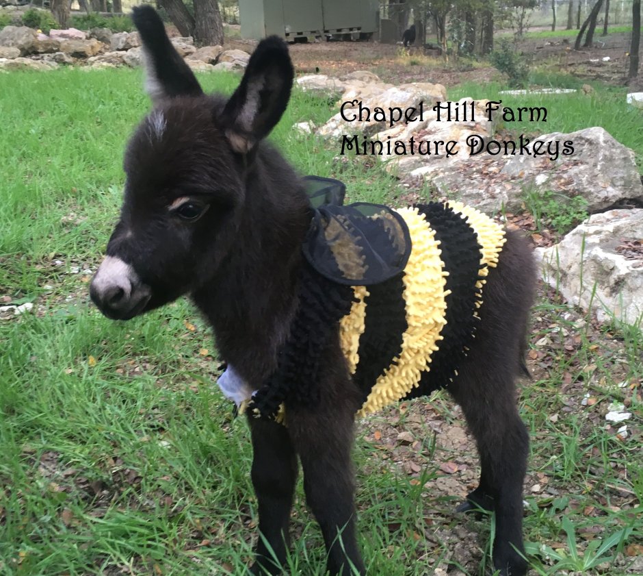 Теленок и Осленок