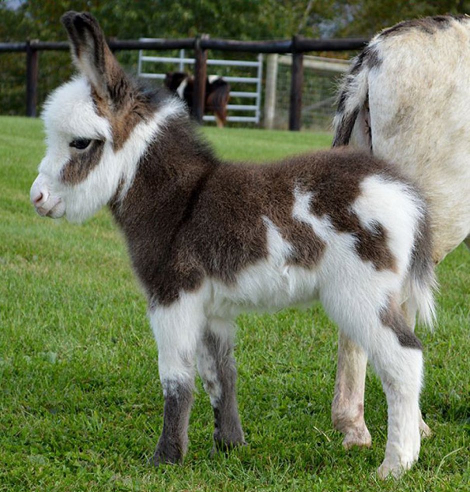 Милые ослики в цветах