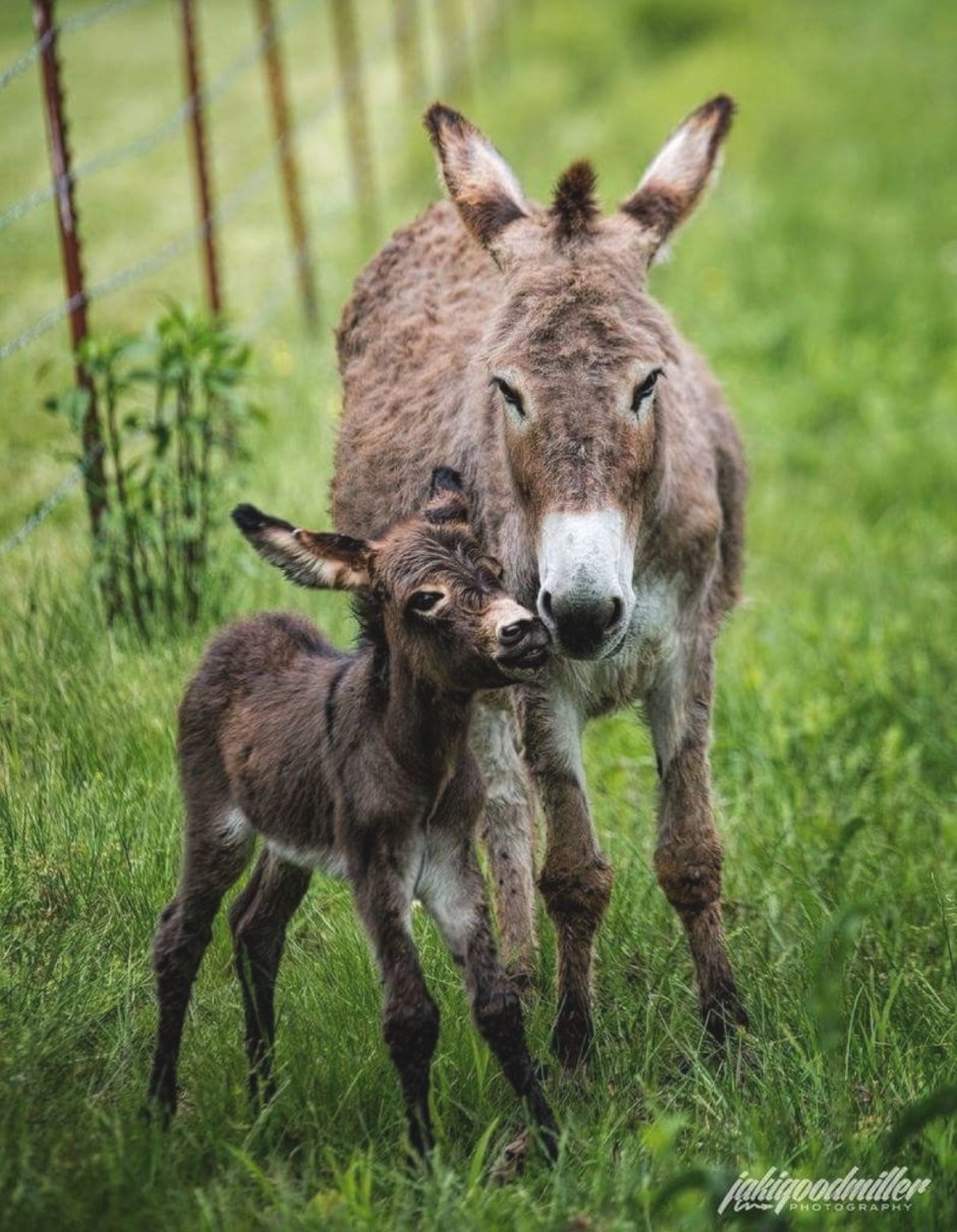 Пушистый ослик